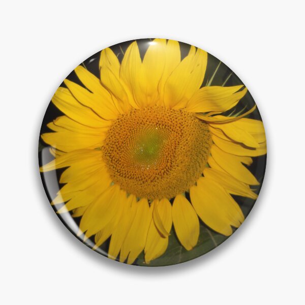 Artikelvorschau, Sonnenblume Digitales Foto entworfen und verkauft von Julia Healy.