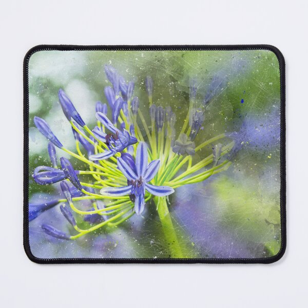 Item preview, Agapanthus Perfection designed and sold by Kay Brewer.