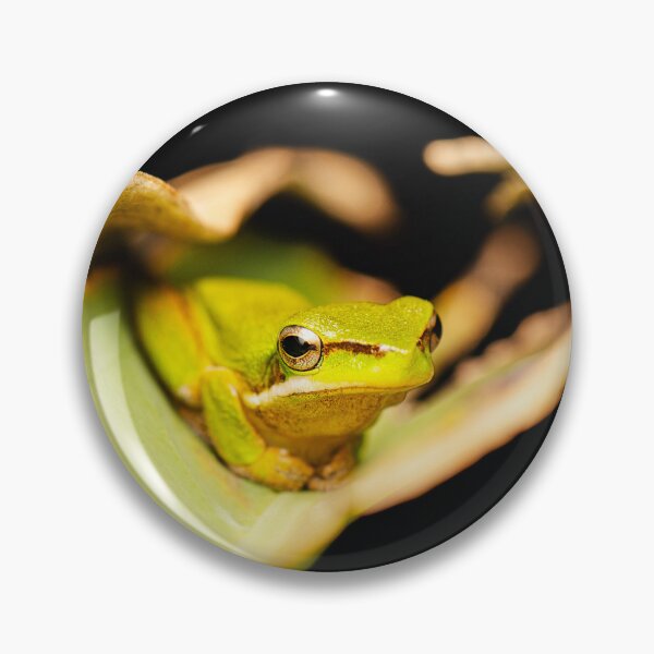 Item preview, Wallum sedge frog designed and sold by robdanimalphotography.