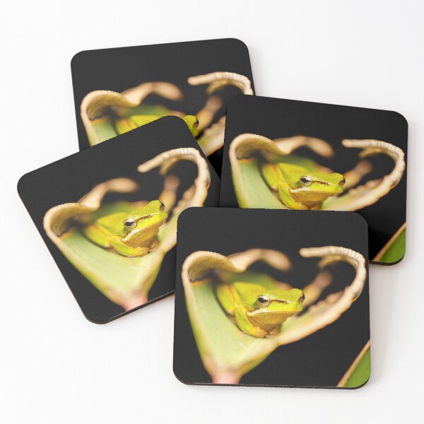 Item preview, Wallum sedge frog designed and sold by robdanimalphotography.