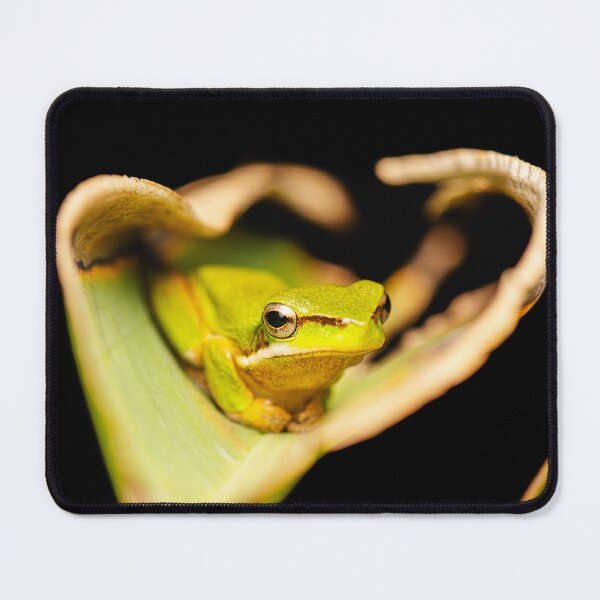 Artikelvorschau, Wallum-Seggenfrosch entworfen und verkauft von robdanimalphotography.