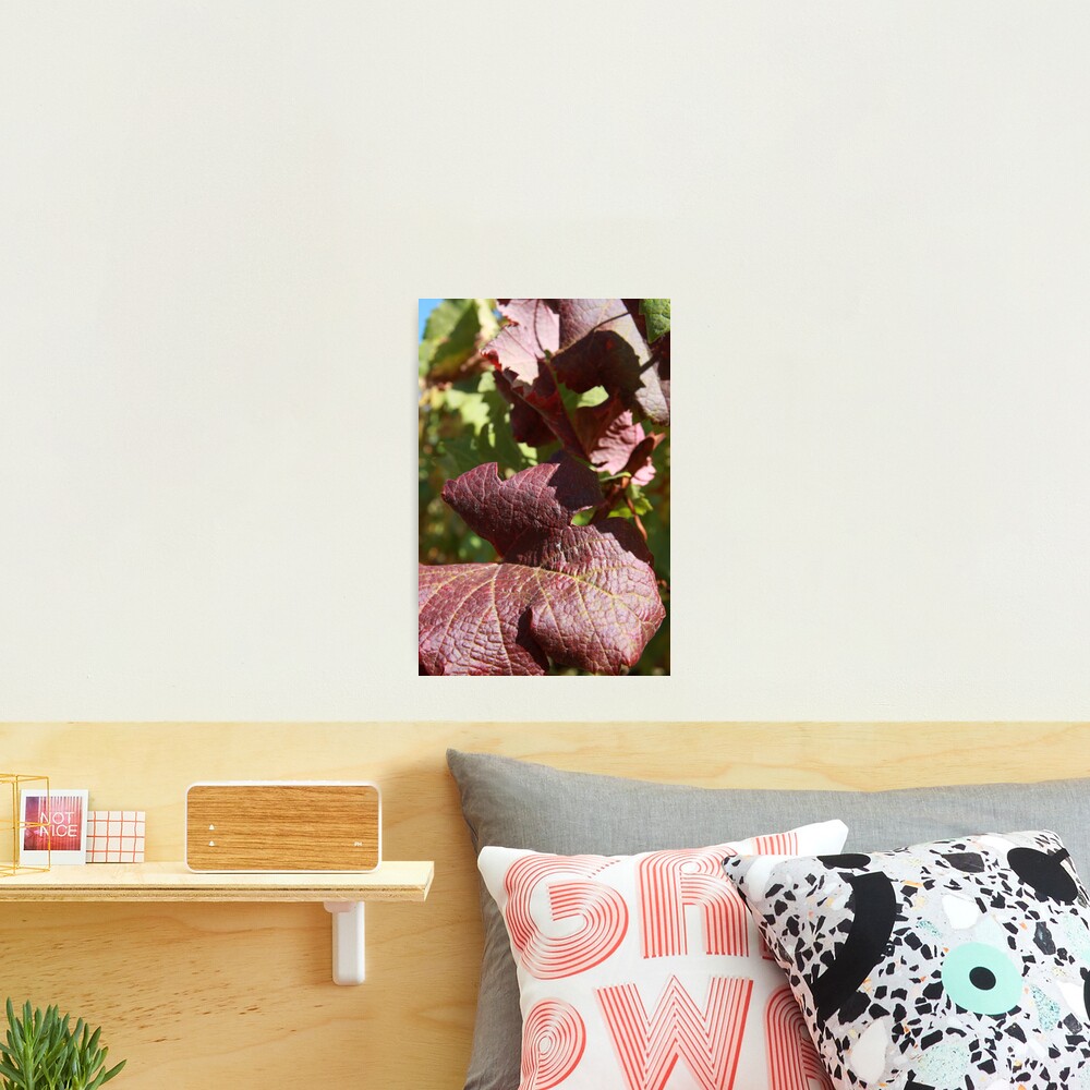 Autumn leaves Photographic Print