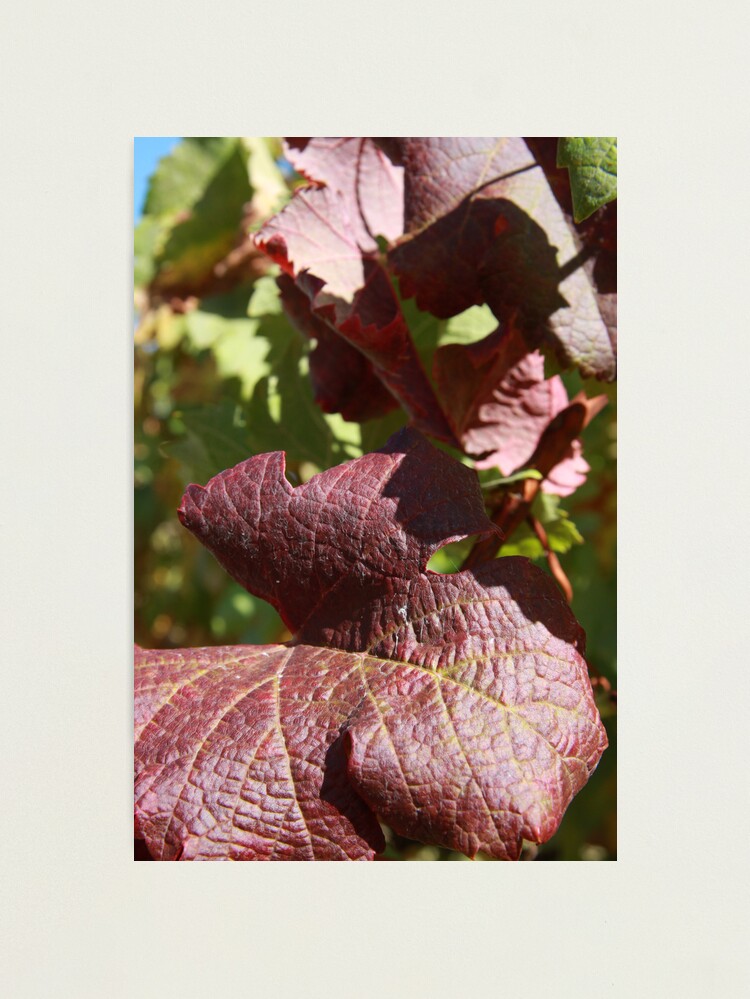 Alternate view of Autumn leaves Photographic Print