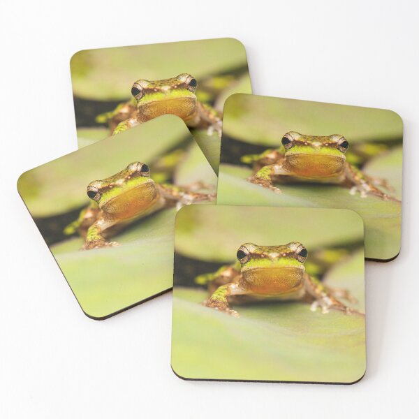 Item preview, Wallum sedge frog designed and sold by robdanimalphotography.