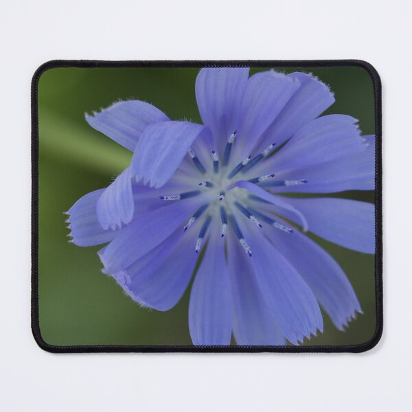 Item preview, Chicory Flower (Cichorium Endivia) designed and sold by Kim Chi Thai.