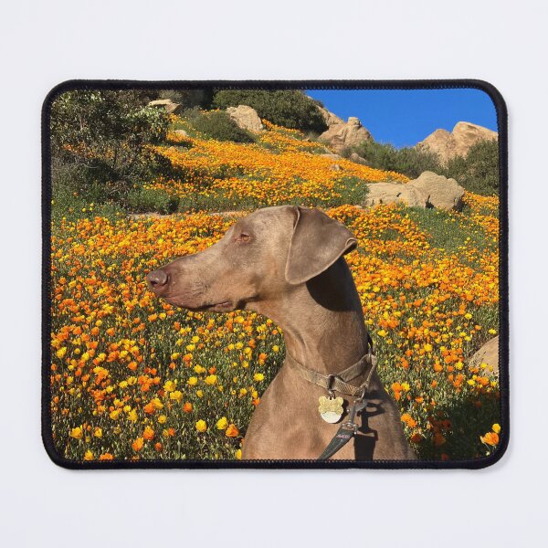 Item preview, Natural Fawn Doberman designed and sold by JubokaLtd.