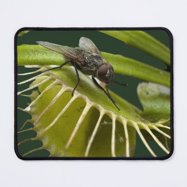 Item preview, Venus fly trap about to catch a fly designed and sold by WheresTheTShirt.