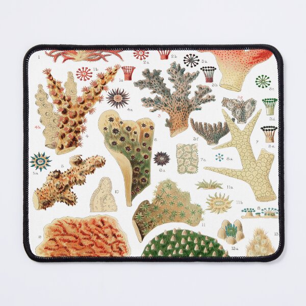 Item preview, Great Barrier Reef Corals from The Great Barrier Reef of Australia designed and sold by Tamas Das.