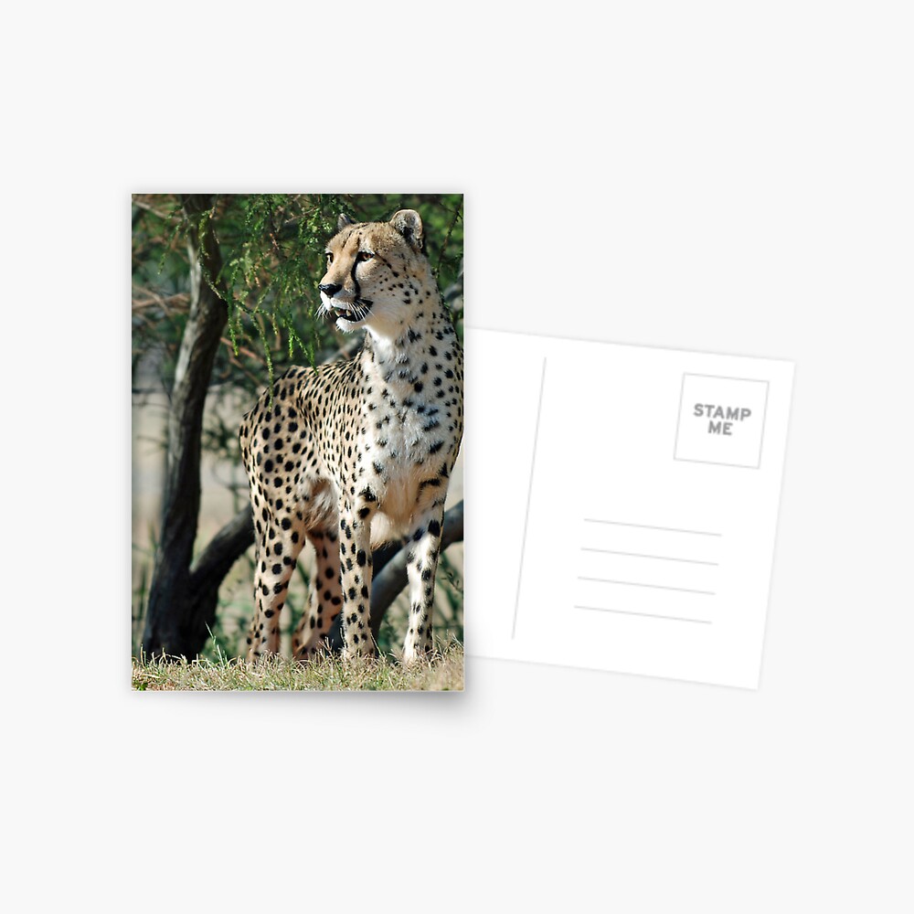 Cheetah Postcard