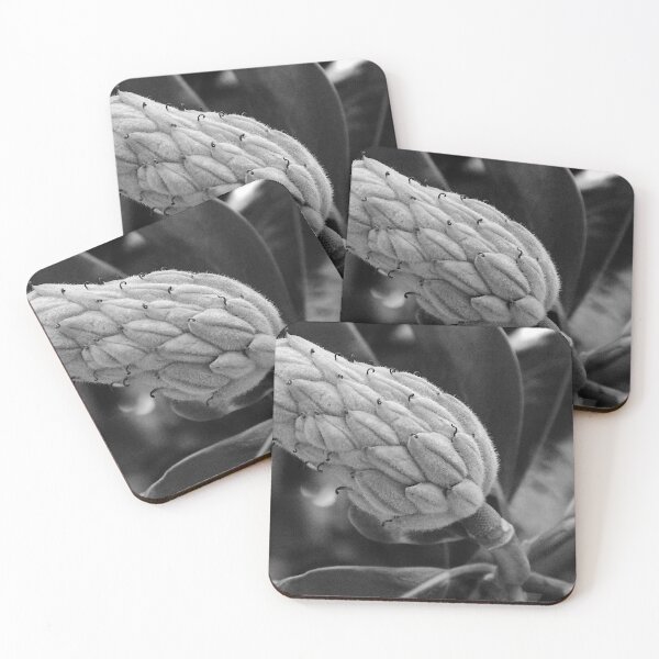 Item preview, Magnolia Tree Seed Pod Black And White  designed and sold by MercerImages.
