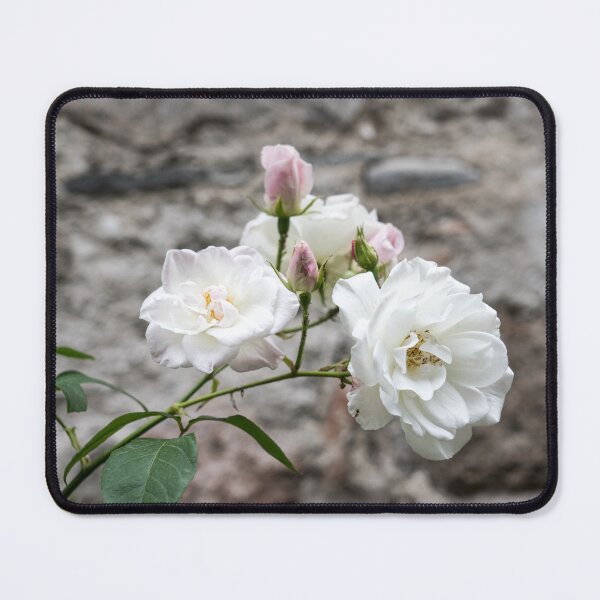 Item preview, White Rose Bunch Against Solid Stone Wall designed and sold by Georgia Mizuleva.