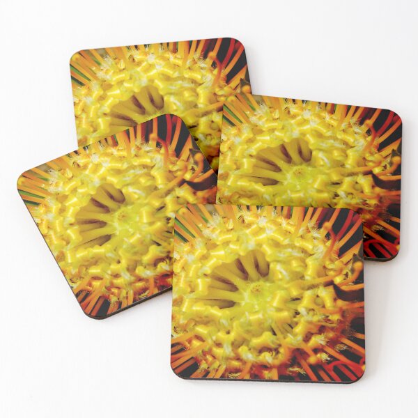 Item preview, Leucospermum, pincushion protea designed and sold by ptcCreative.