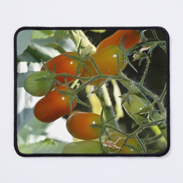 Item preview, Colorful organic cherry tomatoes branch designed and sold by mariya-ivanova.