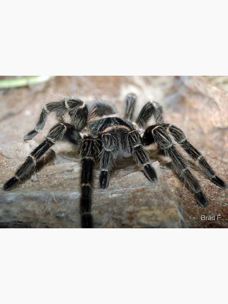 Salmon Pink-Toed Tarantula by bfra