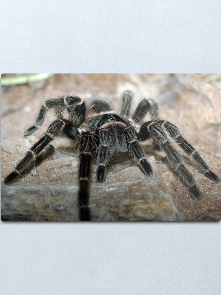 Alternate view of Salmon Pink-Toed Tarantula Metal Print