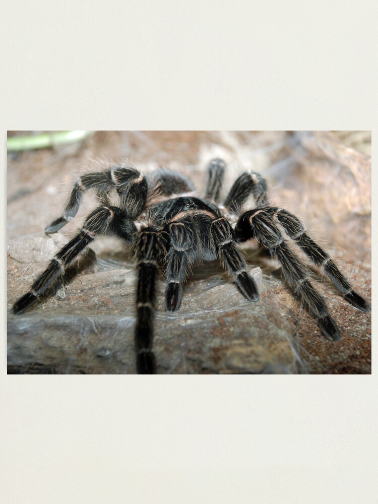 Alternate view of Salmon Pink-Toed Tarantula Photographic Print
