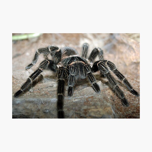 Salmon Pink-Toed Tarantula Photographic Print