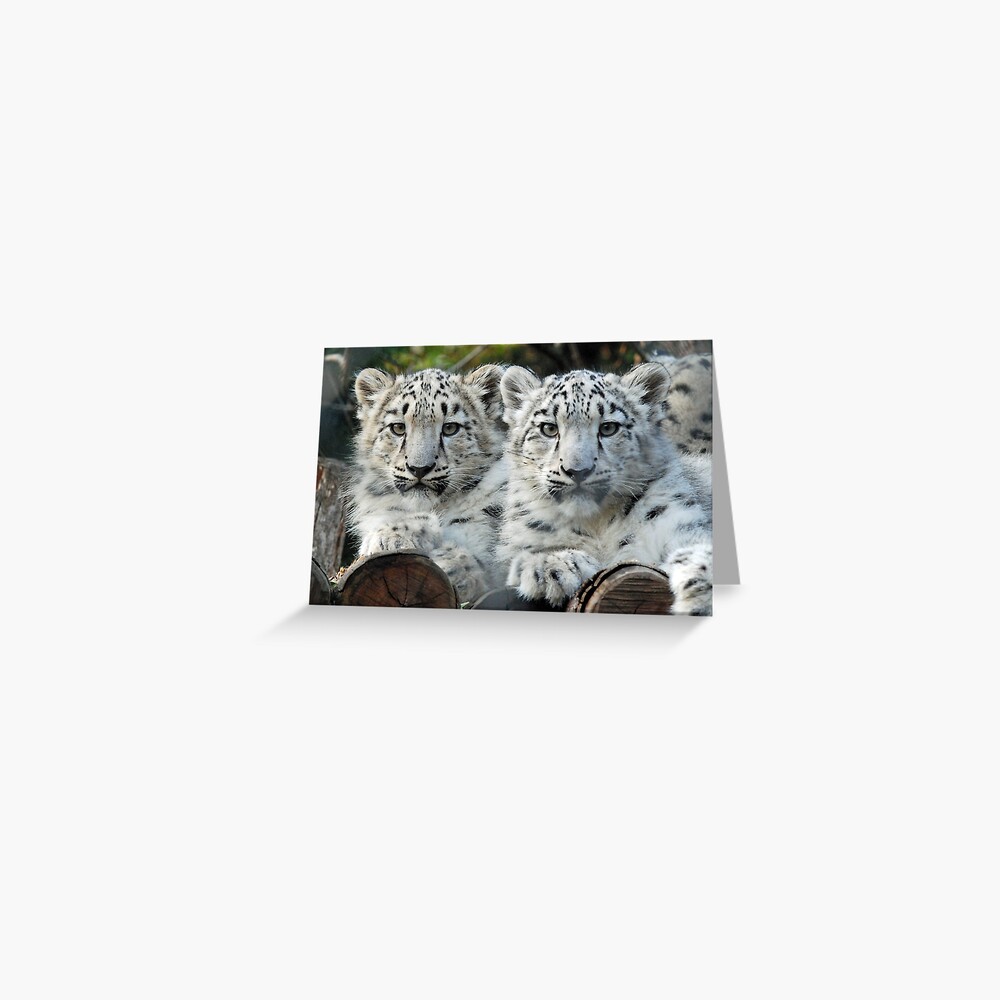 Snow Leopard Cubs Greeting Card