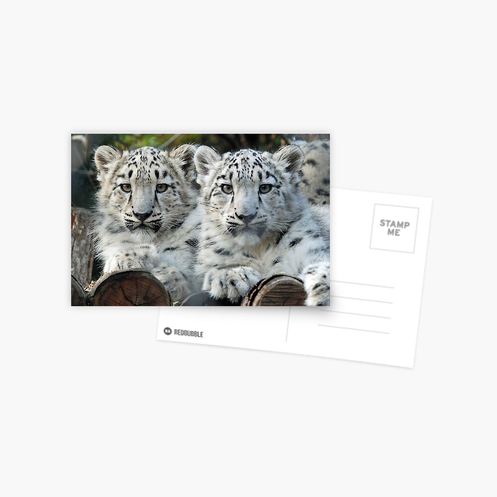 Snow Leopard Cubs Postcard
