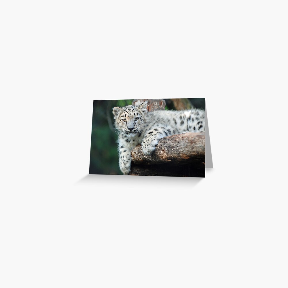 Snow Leopard Cub Greeting Card