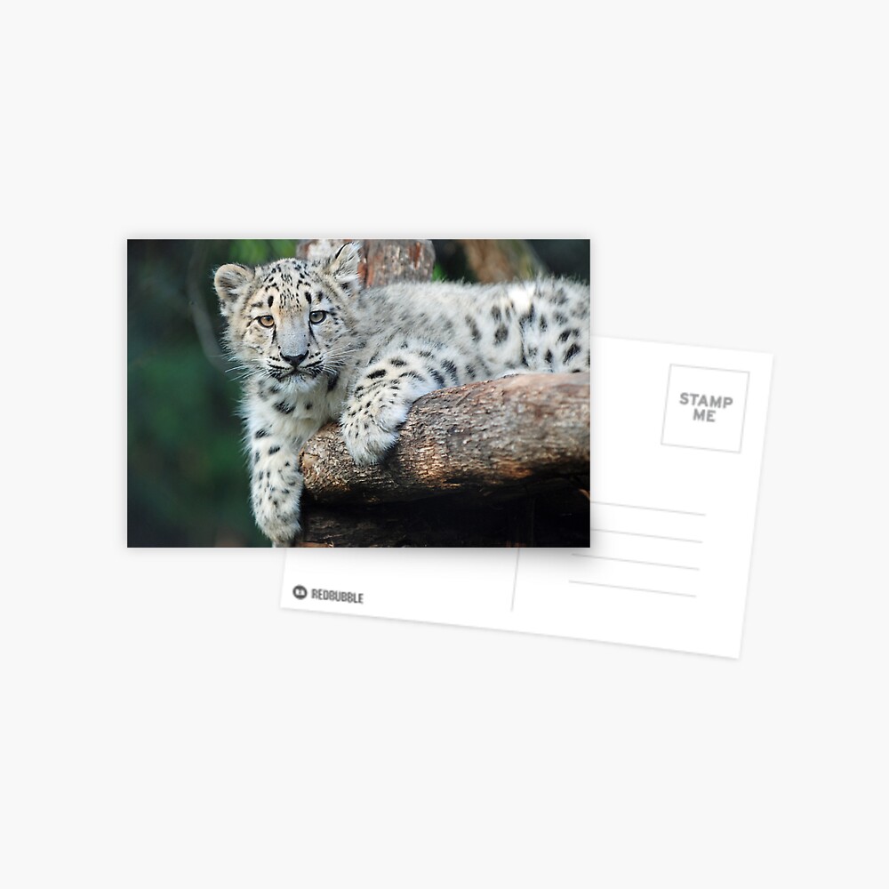 Snow Leopard Cub Postcard