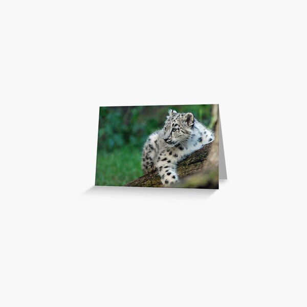 Snow Leopard Cub Greeting Card