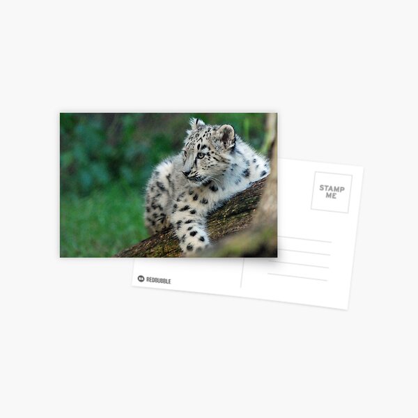 Snow Leopard Cub Postcard