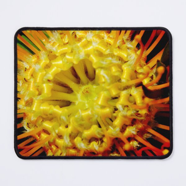 Item preview, Leucospermum, pincushion protea designed and sold by ptcCreative.