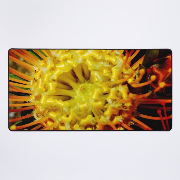 Item preview, Leucospermum, pincushion protea designed and sold by ptcCreative.
