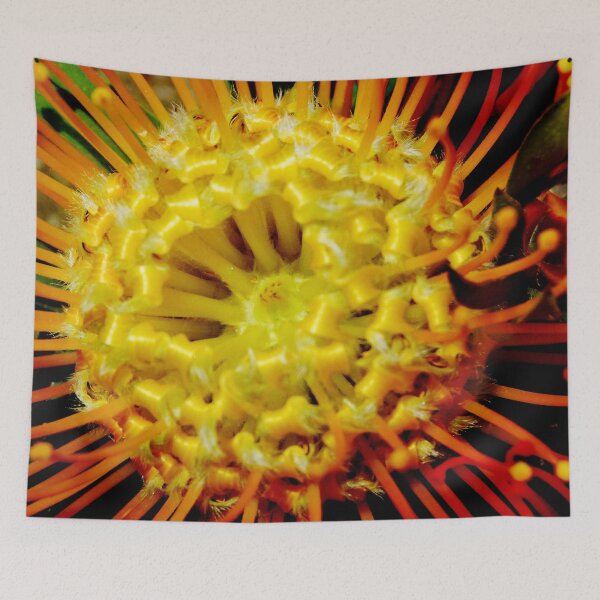 Item preview, Leucospermum, pincushion protea designed and sold by ptcCreative.