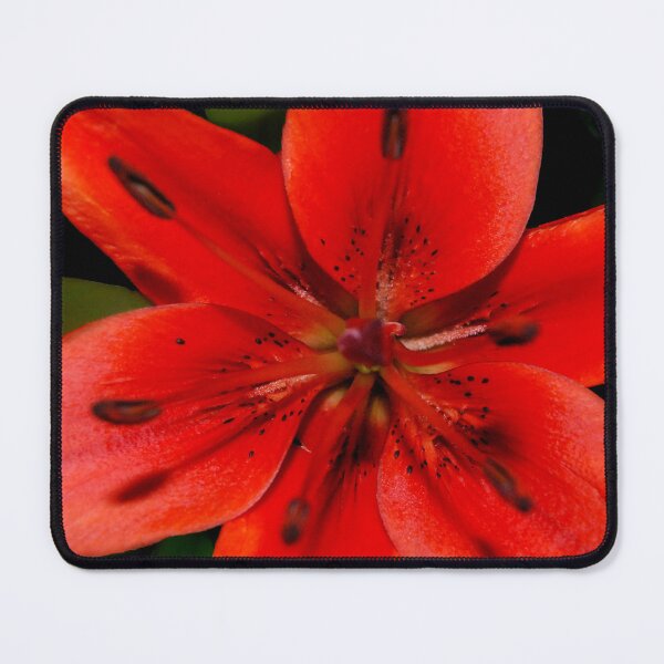 Item preview, Asiatic Lily designed and sold by ptcCreative.