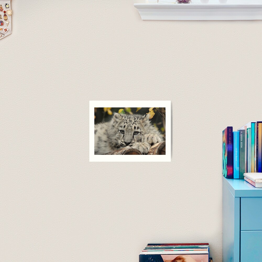 Snow Leopard Cub Art Print