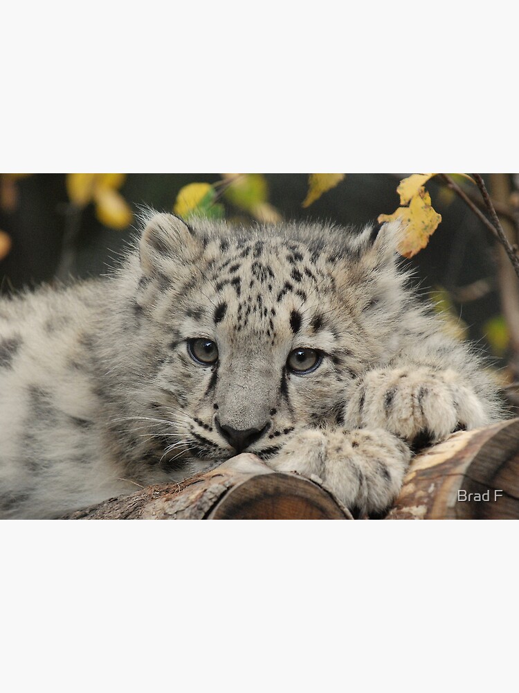 Snow Leopard Cub by bfra