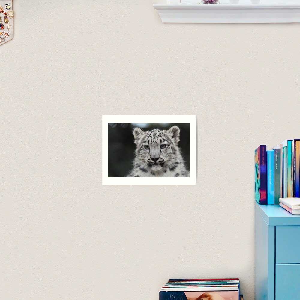 Snow Leopard Cub Art Print