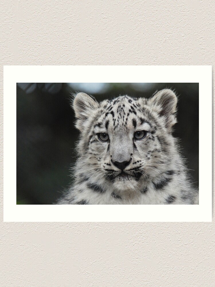 Alternate view of Snow Leopard Cub Art Print