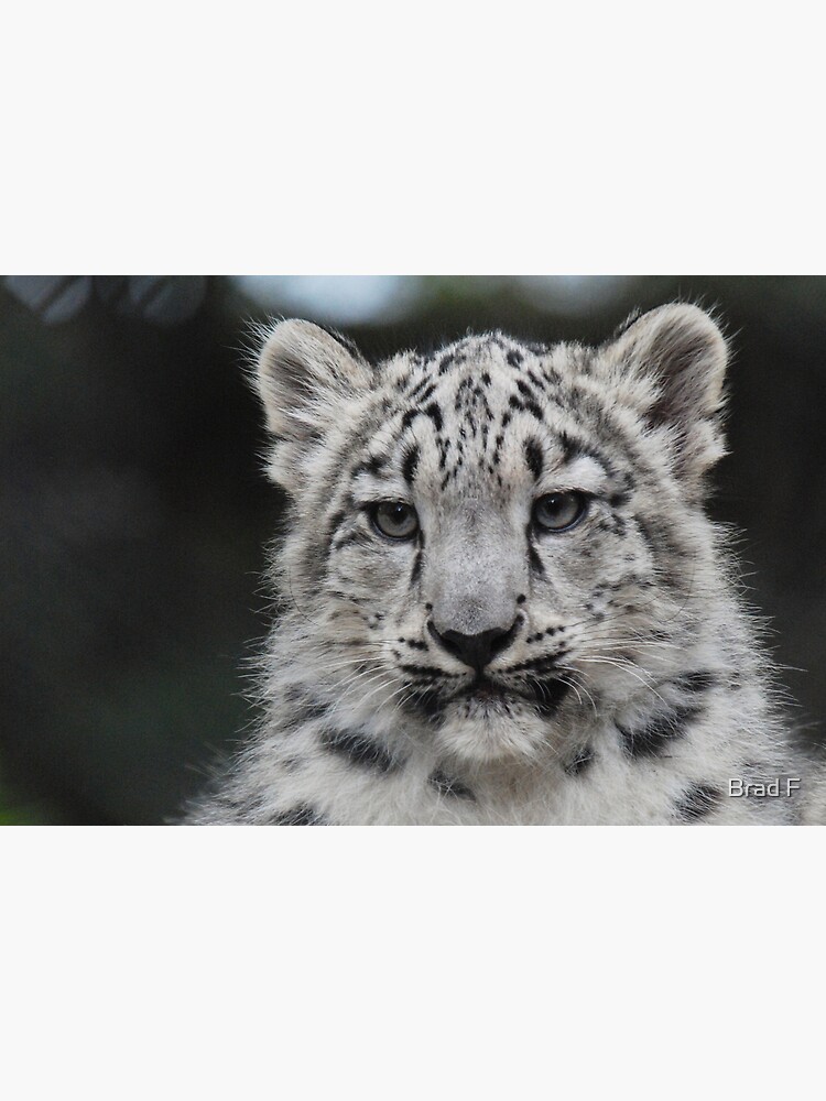Snow Leopard Cub by bfra