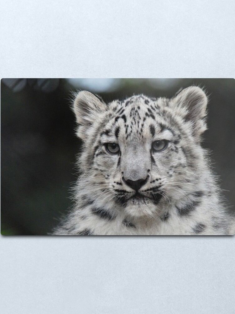 Alternate view of Snow Leopard Cub Metal Print