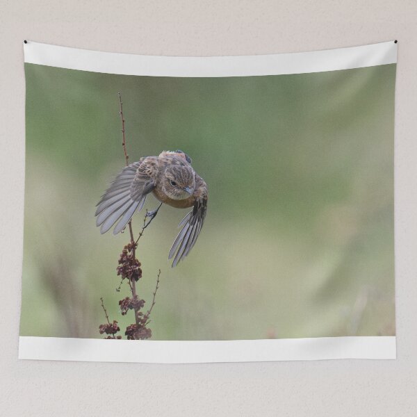 Item preview, Stonechat flying designed and sold by kathleenjean.