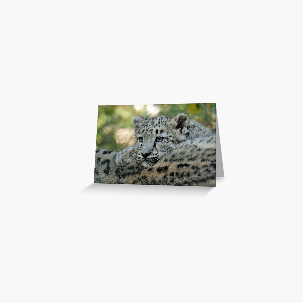 Snow Leopard Cub Greeting Card
