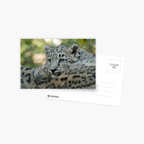 Snow Leopard Cub Postcard