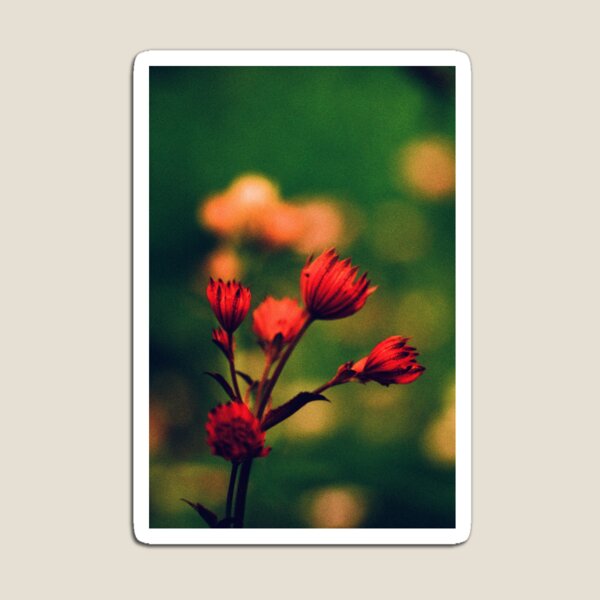 Item preview, Martian Roses designed and sold by Phil Bothwell Photography.