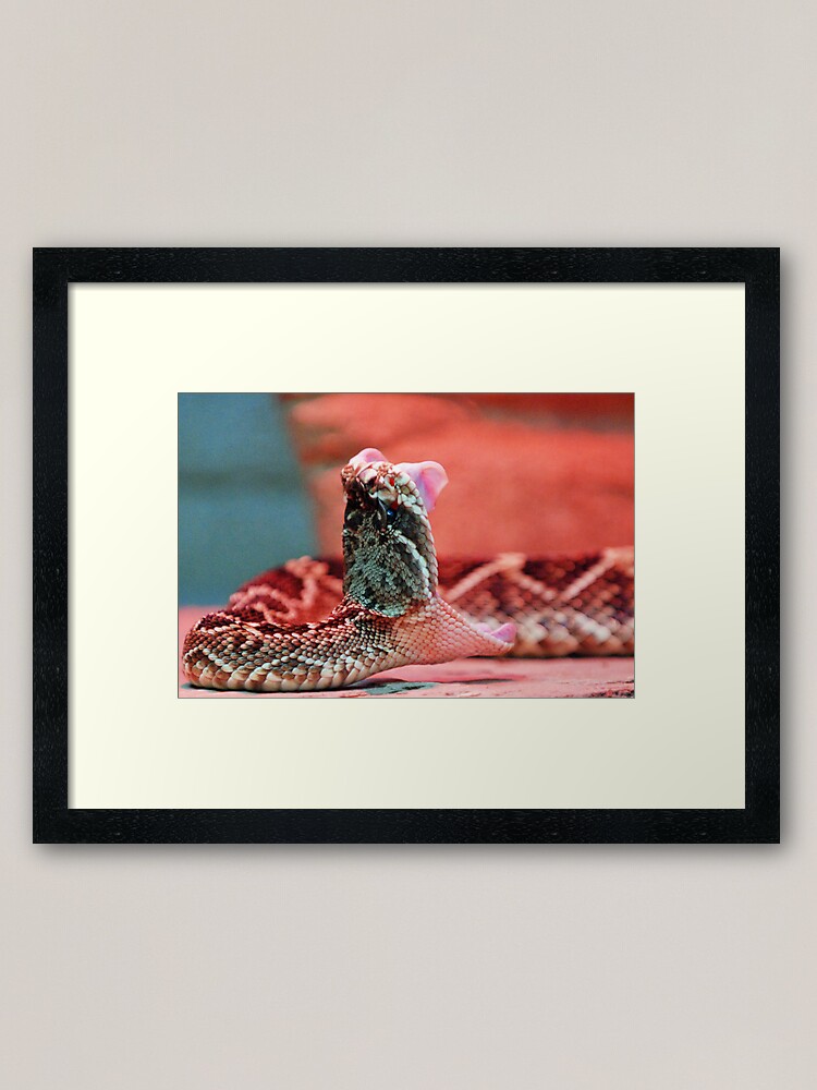 Alternate view of Rattle Snake Framed Art Print