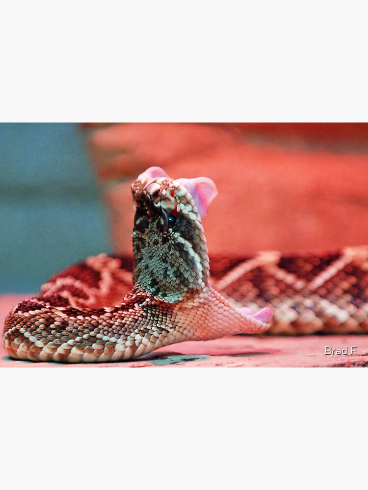 Rattle Snake by bfra