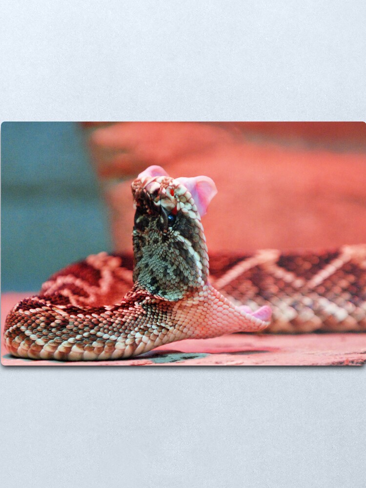 Alternate view of Rattle Snake Metal Print