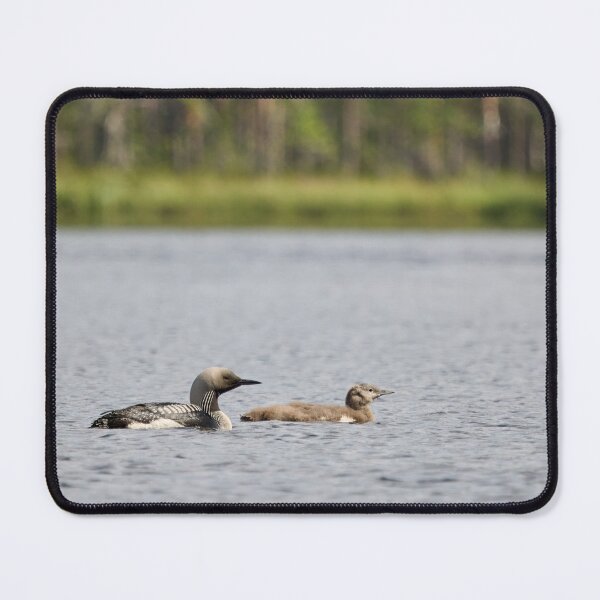 Item preview, Taking care of the young ones. Black-throated loon designed and sold by Jouko Lehto Photography.