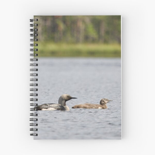 Item preview, Taking care of the young ones. Black-throated loon designed and sold by Jouko Lehto Photography.