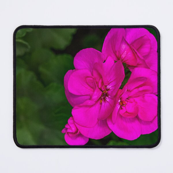 Item preview, Geranium designed and sold by Nobbysphotos.