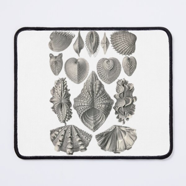 Item preview, Class Polyplacophora designed and sold by PatronesKawai.