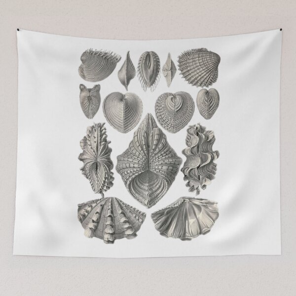 Item preview, Class Polyplacophora designed and sold by PatronesKawai.