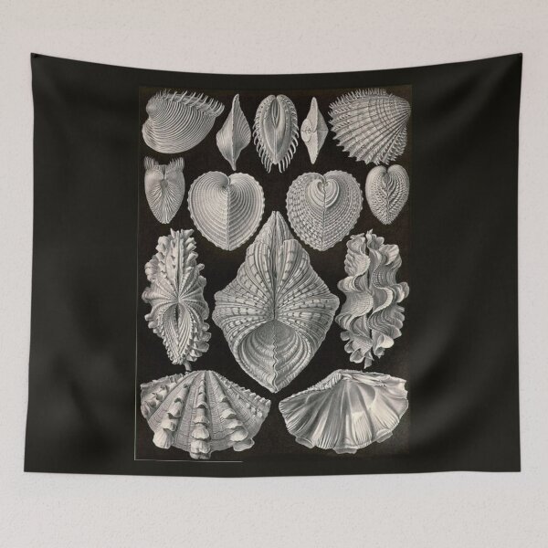 Item preview, Class Polyplacophora designed and sold by PatronesKawai.